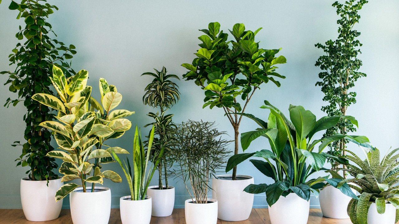 QUÉ PLANTAS TENER DENTRO CASA EN ESTA ÉPOCA DE CALOR